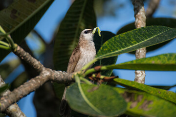 close up bird was holding a worm on a tree