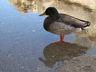 Reflecting Mallard