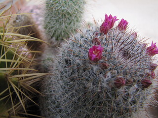 Blooming Cacti