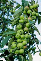 Apple trees in the garden, with apples ready for harvest. Apple tree. Satchels.