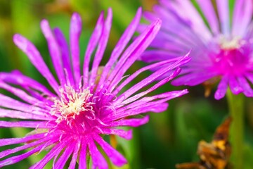 .......濃い桃色の花のクローズアップ