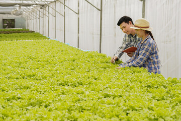 Farmer check and inspect quality of farm products and fresh vegetables in greenhouse organic farm for food supply chain delivery to customer as hydroponic farm owner and agriculture business