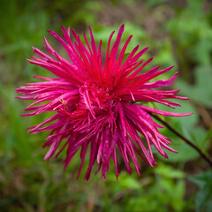 Dark pink needle aster after rain on a blurred background of summer greenery.