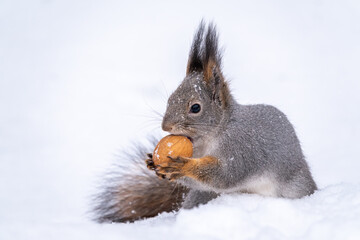 The squirrel sits on white snow with nut in winter.