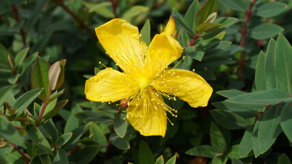 Obraz premium flores amarillas