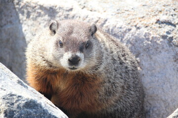 Groundhog or Woodchuck (Marmota monax); Havre St. Pierre, Quebec, Canada.