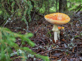 Poisonous amanita mushroom with a orange hat in the forest