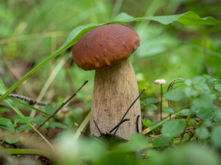 Fresh edible porcini mushroom with brown cap in the forest