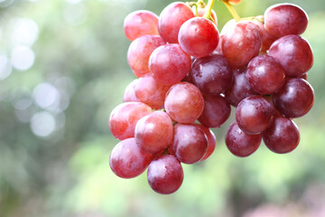Grape harvest