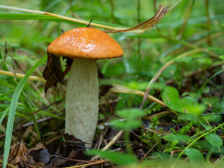 Fresh edible orange-cap boletus mushroom in the forest
