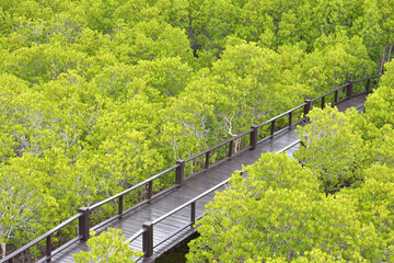 Wooden walkway in the mangrove forest background. in Thailand