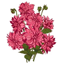 Fotobehang Dahlia Rood roze dahlia& 39 s hand getekende vector bloemen