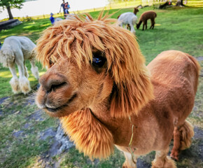 An alpaca with a funny haircut, a relative of the llama looking to camera © Audrius