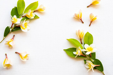 yellow flowers frangipani with leaf local flora of asia arrangement flat lay postcard style on background white 
