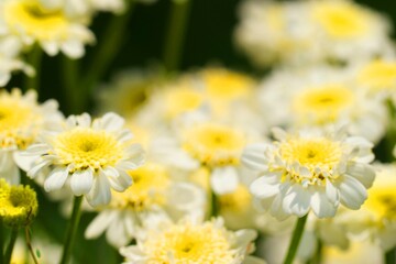 .......白色と黄色の花の群生をハイキートーンで表現