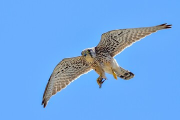 バッタを捕まえて戻ってきた子育て中のチョウゲンボウ成鳥