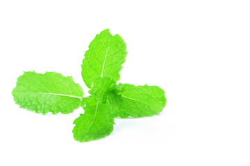 Fresh spearmint leaves isolated on the white background. close up beautiful mint, peppermint.