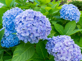 Lush blooming bush of blue Hydrangea (Hydrangea macrophylla) in the garden