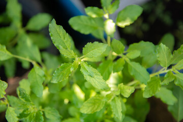 Thai sweet basil for cooking in te house backyard