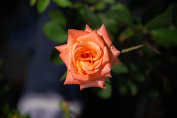 Close up of orange rose blooming in the garden