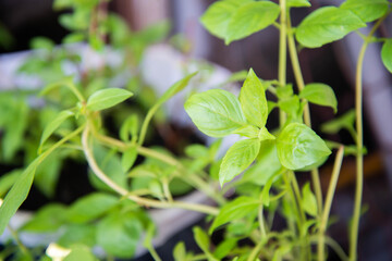 Thai sweet basil for cooking in te house backyard