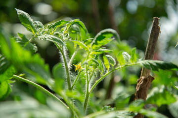 Tomato plant with flowers in the house garden