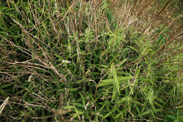 Gardening. Closeup view of Euphorbia ceratocarpa, also known as Horned Spurge, beautiful green leaves, growing in the garden. 