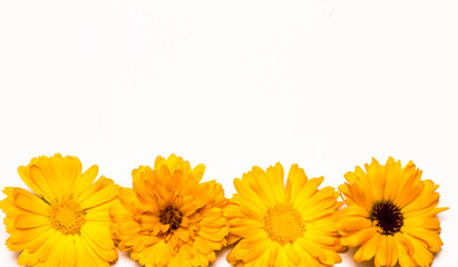 Coreopsis flowers isolated on white background