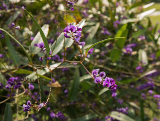 Closeup view of Hardenbergia violacea, also known as False sarsaparilla or Purple coral pea, beautiful violet flowers blooming in the garden in spring.