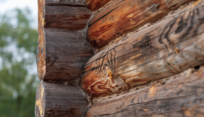 The corner of log wall of village Church is made of burnt pine logs with  marks in blue paint, with tarry knots and with foliage in clearance. Cracks are clogged with fibrous tow. Narrow focus.