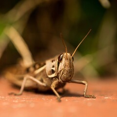 Macro photo of grasshopper with head in focus.