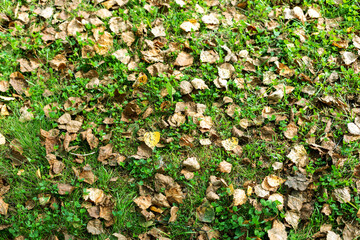 background of dry autumn leaves on green grass