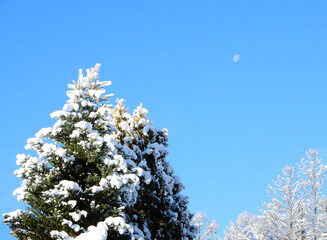 森の木々と青い空、冬の風景