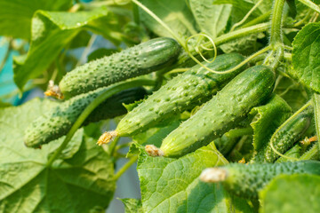 Fresh ripe cucumbers growing in greenhouse close up.