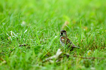 A small bird in the green grass in the summer in a clearing