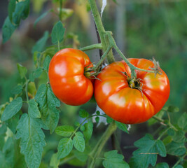 Ripe tomatoes growing on bushes in the garden.