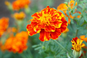 Tagetes with blurred leaves in the background.