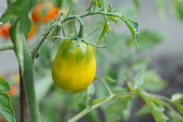 Unripe green tomato growing on bush in the garden.