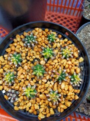 Cactus Pretty little green Variety of species