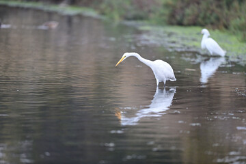 Great Egret 