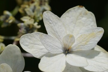 .......白いアジサイの花弁のクローズアップ