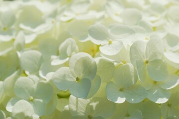 .......画面いっぱいの白いアジサイの花