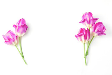 beautiful pink tulips on a white background. floral concept, top view, flat lay.