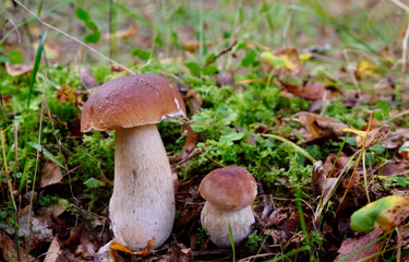 Ceps in the forest