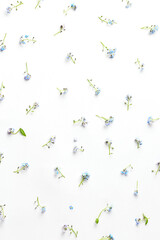 blue forget-me-not flowers on a white background. flat lay, top view.