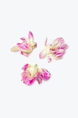 composition of white and pink tulips on a white background. flat lay, vertical frame.