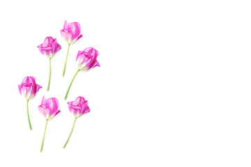 Naklejka na ściany i meble spring pink flowers on a white background. composition of tulips, copy space, flat lay.