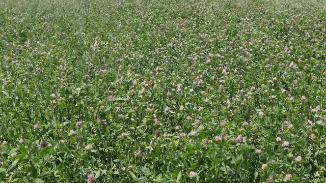 Lot of butterflies in the field of red clover Trifolium pratense 4K video