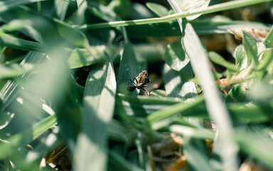 Ant on the grass
