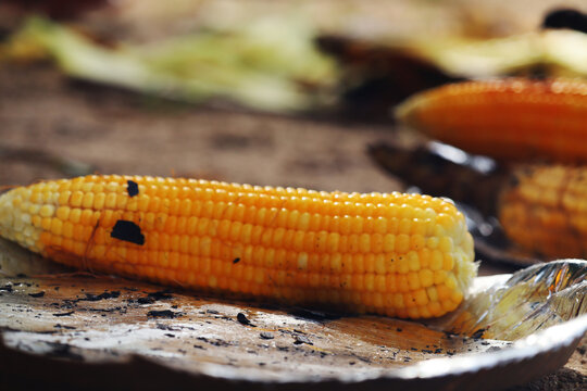 Bunch of Maize grilled
